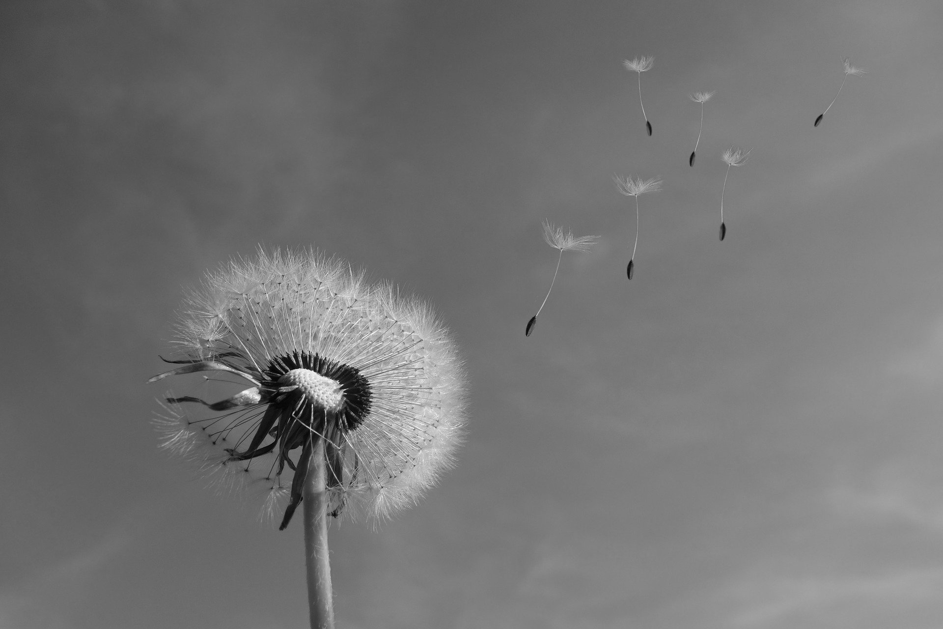 dandelion-463928_1920